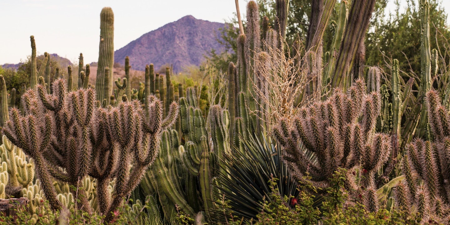 Desert Botanical Garden In Phoenix Via