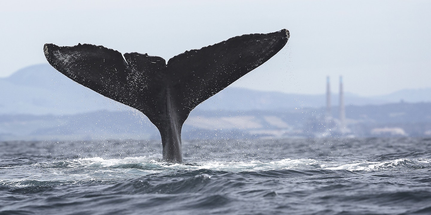 Whale Watching in Northern California and Oregon Via
