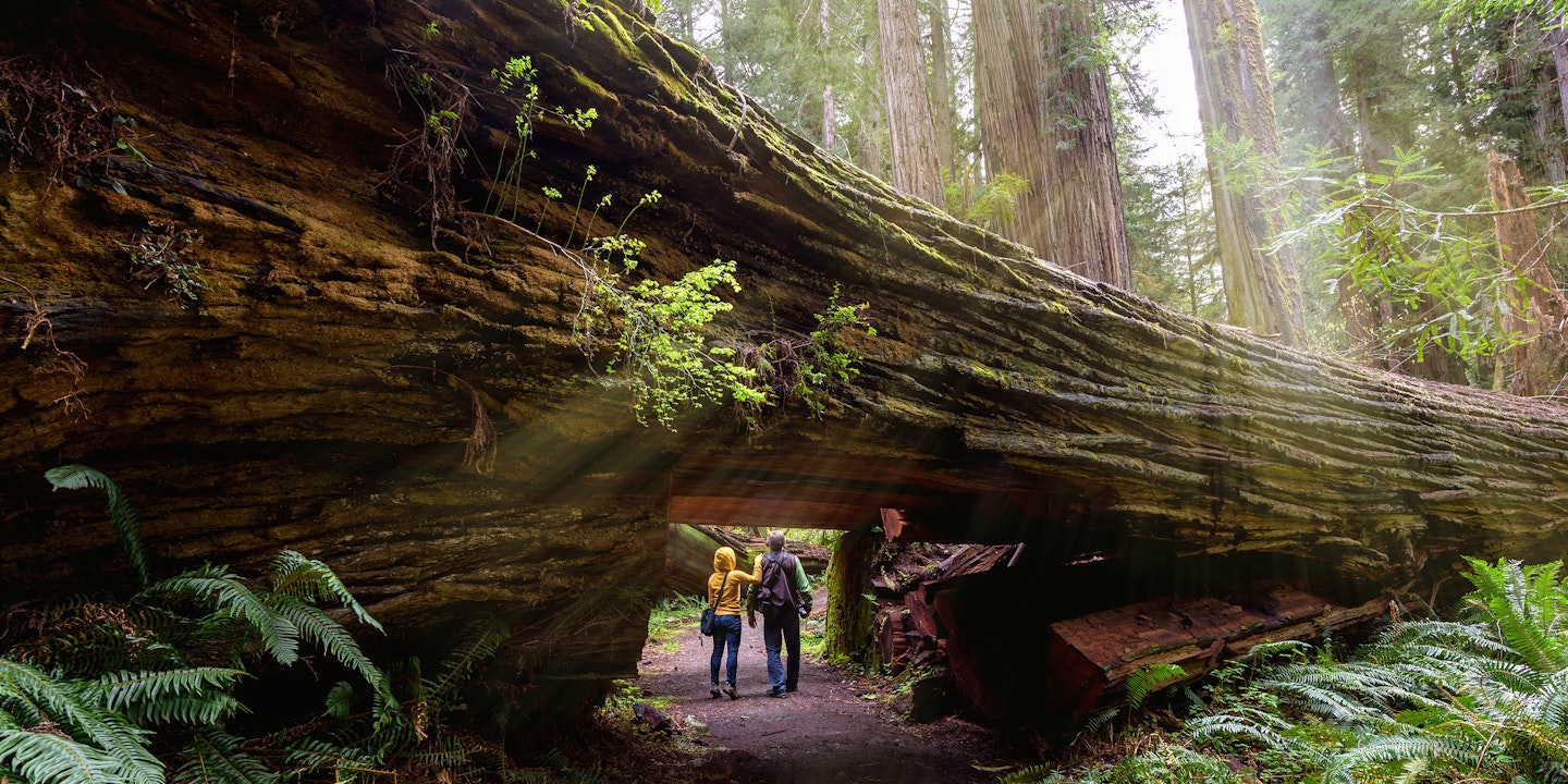Best Places To See Redwoods Via