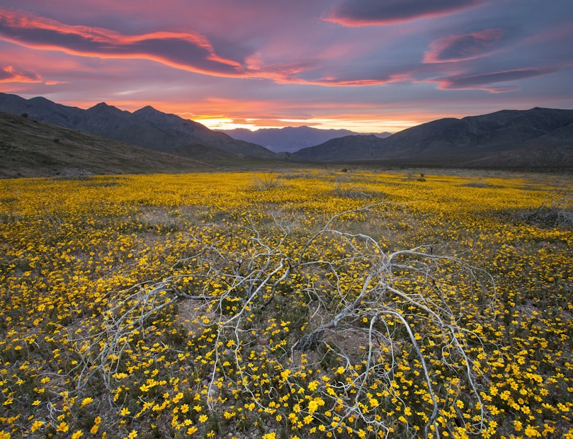 Where To See Wildflowers In The West Via